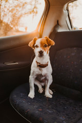 cute small jack russell dog in a car at sunset. Ready to travel. Traveling with pets concept Back light.