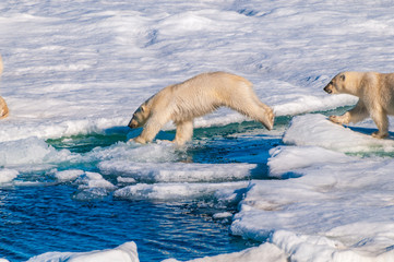 Polar  bear cubs jumping over water on the ice pack in the Arctic Circle, Barentsoya, Svalbard, Norway © Don Landwehrle