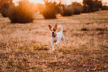 cute small jack russell terrier dog running at sunset in a field. Golden hour. Pets and fun outdoors