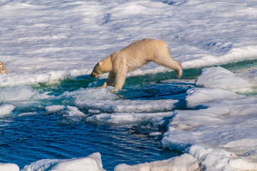 Polar  bear cubs jumping over water on the ice pack in the Arctic Circle, Barentsoya, Svalbard, Norway © Don Landwehrle