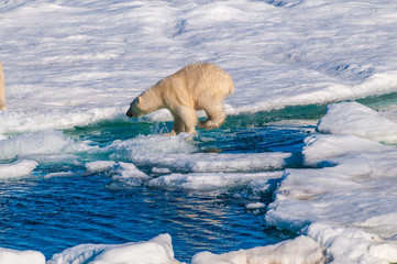 Polar  bear cubs jumping over water on the ice pack in the Arctic Circle, Barentsoya, Svalbard, Norway © Don Landwehrle