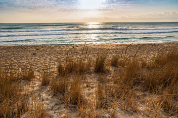 Grass on the sandy beach