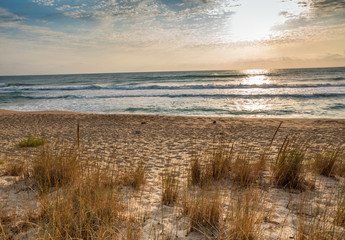Grass on the sandy beach