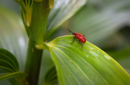 Lily beetle