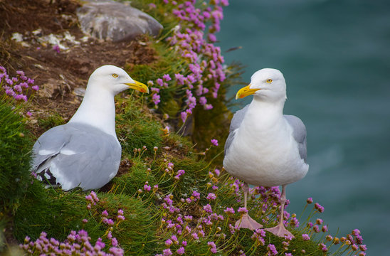 Herring gull pair