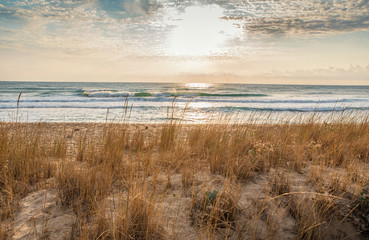 Grass on the sandy beach