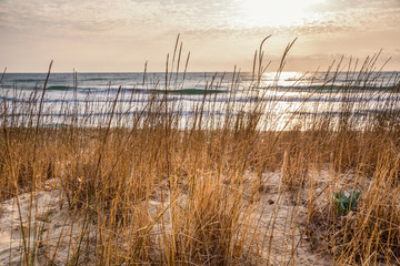 Grass on the sandy beach