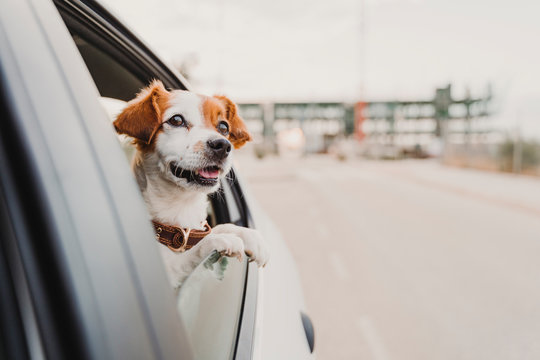 cute small jack russell dog in a car watching by the window. Ready to travel. Traveling with pets concept