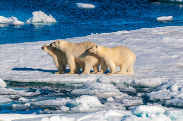 Mother polar  bear with cubs on  ice pack in the Arctic Circle, Barentsoya, Svalbard, Norway