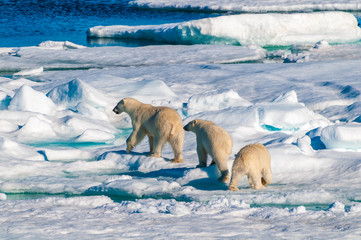 Obraz na płótnie Canvas Mother polar bear with cubs on ice pack in the Arctic Circle, Barentsoya, Svalbard, Norway