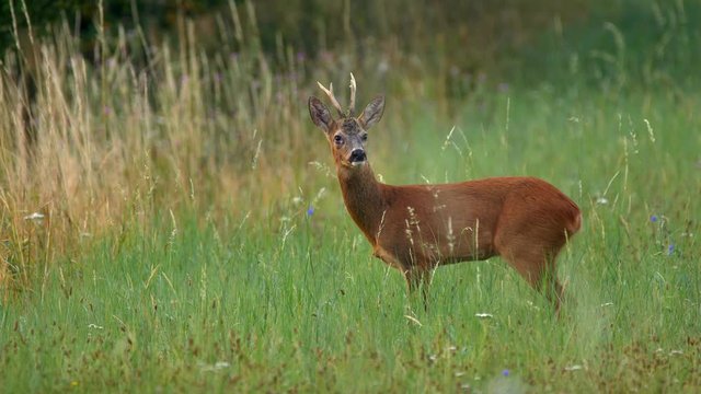 European roe deer (Capreolus capreolus) buck sense danger