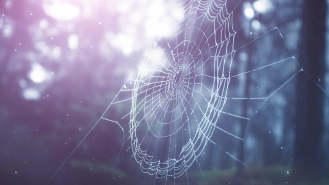Spider cobweb in mystic foggy forest landscape with flying fireflies..
