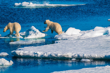 Mother polar  bear with cubs on  ice pack in the Arctic Circle, Barentsoya, Svalbard, Norway © Don Landwehrle
