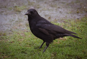 Carrion crow