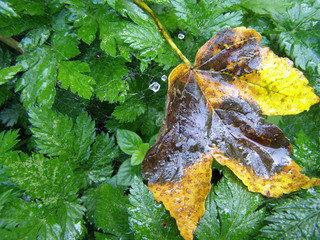 Autumn in the forest. Autumn leaf in the grass in the forest after rain.