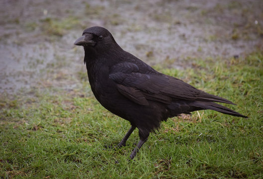Carrion crow