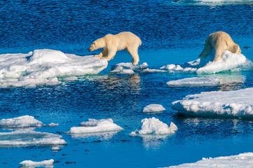 Mother polar  bear with cubs on  ice pack in the Arctic Circle, Barentsoya, Svalbard, Norway © Don Landwehrle