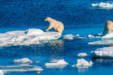 Mother polar  bear with cubs on  ice pack in the Arctic Circle, Barentsoya, Svalbard, Norway © Don Landwehrle