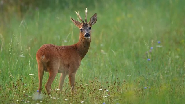 European roe deer (Capreolus capreolus) buck sense danger