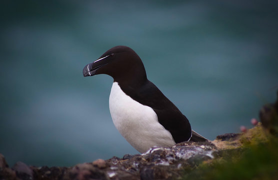 Razorbill