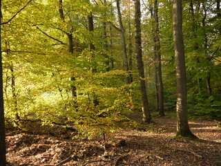 Herbstwald
