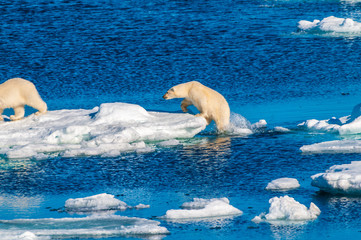 Mother polar  bear with cubs on  ice pack in the Arctic Circle, Barentsoya, Svalbard, Norway