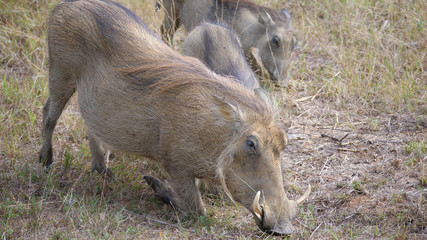 Herd of warthogs eating grass
