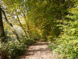 Obraz premium Jesienny las