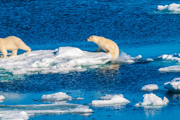Mother polar  bear with cubs on  ice pack in the Arctic Circle, Barentsoya, Svalbard, Norway © Don Landwehrle