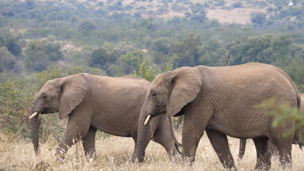 Elephants walking in Pilanesberg Game Reserve
