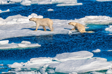 Mother polar  bear with cubs on  ice pack in the Arctic Circle, Barentsoya, Svalbard, Norway © Don Landwehrle