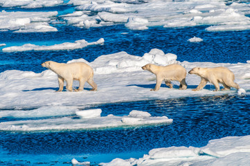 Mother polar  bear with cubs on  ice pack in the Arctic Circle, Barentsoya, Svalbard, Norway