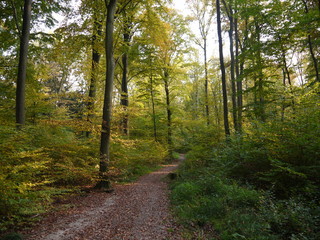 Herbstwald
