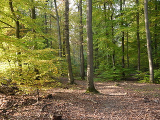 Herbstwald