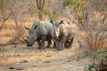 Obraz premium the formidable white rhino