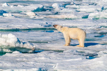 Large polar bear lying on a large ice pack in the Arctic Circle, Barentsoya, Svalbard, Norway © Don Landwehrle