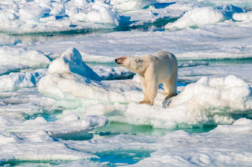 Large polar bear lying on a large ice pack in the Arctic Circle, Barentsoya, Svalbard, Norway © Don Landwehrle