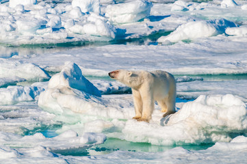Large polar bear lying on a large ice pack in the Arctic Circle, Barentsoya, Svalbard, Norway © Don Landwehrle