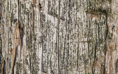 bark of a tree
