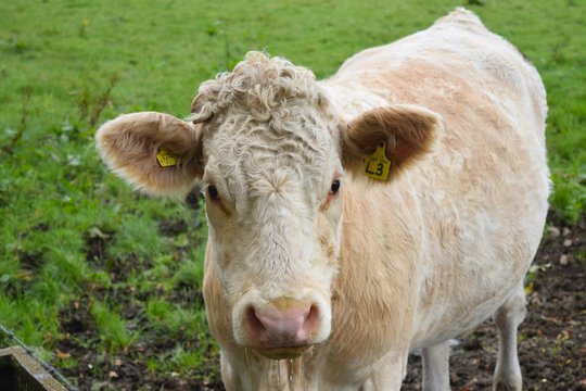Cow