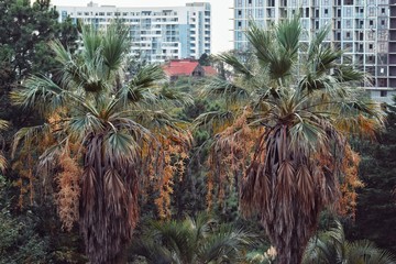 palm trees in city