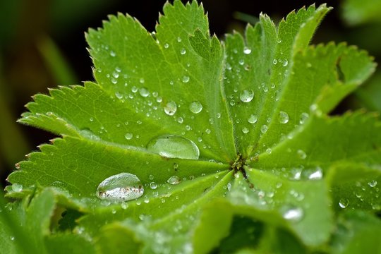 Lady's mantle leaf with raindrops