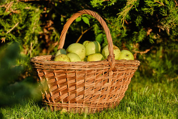 Green apples in a basket on a grass background
