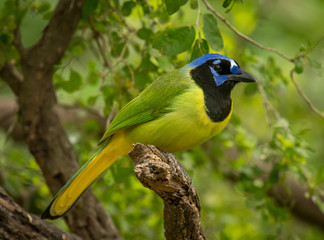 Green Jay