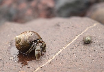 Hermit crab in Coldingham Sands rockpool