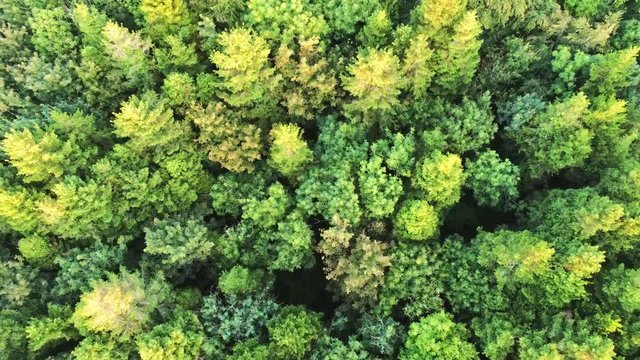 4K Aerial view of trees in Merlin Woods Park, Galway, Ireland