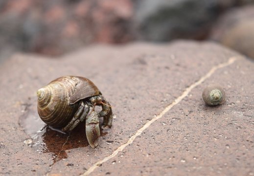 Hermit crab in Coldingham Sands rockpool