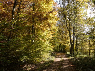 Herbstwald 