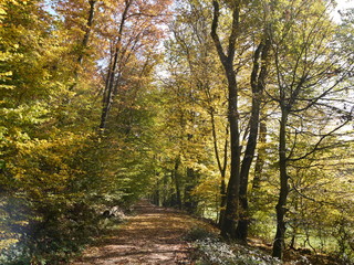 Herbstwald 