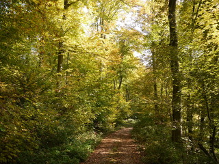 Herbstwald 